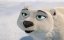   / Norm of the North - 