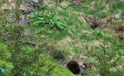 Дикая природа Карпат / Into the Carpathian Wild - 1 сезон, 2 серия "Лето"