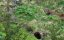 ����� ������� ������ / Into the Carpathian Wild - 1 �����, 2 ����� "����"