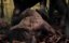   / Peine de mort - 