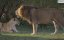 �����-����: ��� ����� ������� / Maasai Mara: Wildlife Crossover - �������