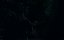  / Relic - 