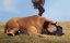    / Rita's Great Trek - 