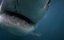 ���������� ��������� / Counting Jaws - �����