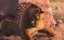  / Lion - 