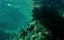 ������ / The Shallows - �����