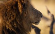      / Big Cats 24/7 - 1 , 2 
