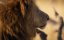      / Big Cats 24/7 - 1 , 2 