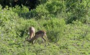 ������� ����� ������ / Great Parks of Africa - 2 �����, 5 �����
