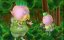     / A Midsummer Night's Dream - 