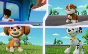   / PAW Patrol - 11 , 12 