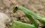     / Alien Insects / Alien Insect Praying Mantis - 