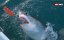 ������� ����� ����� / Rise of the Great White Shark - �����
