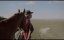 ���������� �� ���� / Lean on Pete - ������� �������