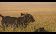 ��� / Lion - 1 �����, 2 �����