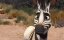   / Khumba - 