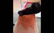 ������ ������� ����������� ������