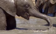 ������� ����� ������ / Great Parks of Africa - 1 �����, 1 �����