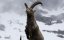�����. ������� �� ������ / Ibex: Acrobats on the Rocks - �����
