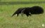    / Animals in Superstition - 