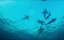   / Shark Gangs - 