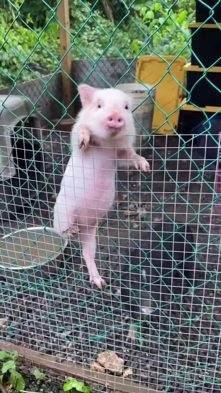 ������