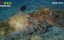 ������� ��������� ���. ��������� ��������� / Great Barrier Reef: The Next Generation - �����