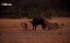  .    / Blood Rivals. Lion vs Buffalo - 