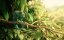   :   / Our Wonderful Nature: The Common Chameleon - 