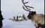 ������������ ����������� � ������ / Fantastic Tundra Journey - �����