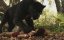 ����� �������� / The Jungle Book - ���-�����