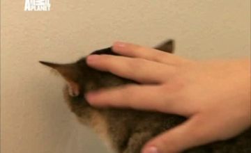 Полиция Феникса: Отдел по защите животных / Animal Cops: Phoenix - 1 сезон, 12 серия 