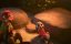 ���������� / Zootopia - �����