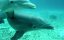   3D / Amazing Ocean 3D - 