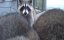 6 �������� ������� ������ � ������ ���� (Raccoon Kits 6 months old now, growing everyday !)