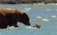  / DisneyNature: Bears - 