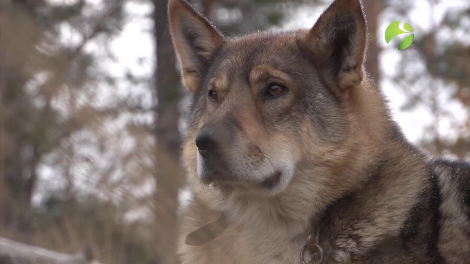 С Полем! Хозяйка Тайги 15 01 2018 смотреть онлайн  Мир и путешествия |  hlamer.ru | Красвью
