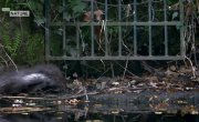 ����� - ����� (���������) ���� / Otter: The River Guardian - �����