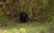 ���-�����: �������� ��������� / Sri Lanka: Leopard Dynasty - �����