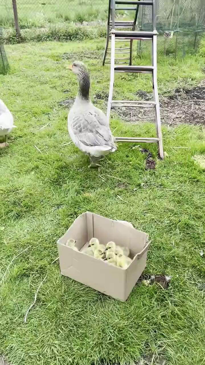 ������