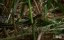 - / Killer Shrew - 