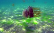 ����������� ��������� ������ / Africa's UnderWater Wonders - 1 �����, 3 �����