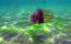 ����������� ��������� ������ / Africa's UnderWater Wonders - 1 �����, 3 �����
