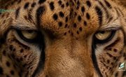 🦁��������� �������� ����������.