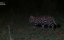   / Shadow Cats - 