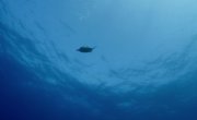 Африканские подводные чудеса / Africa's UnderWater Wonders - 1 сезон, 1 серия