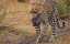      / Big Cats 24/7 - 1 , 6 