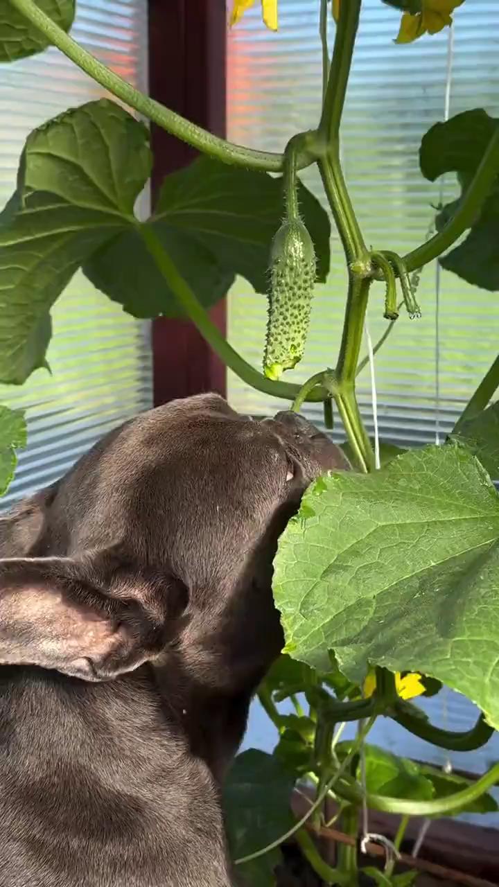 ������