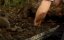   / Ragin Cajun Redneck Gators - 