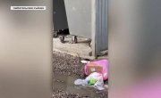 ��������� "������� �������" �� 8 ������ �� 27.07.2026 ����� 2